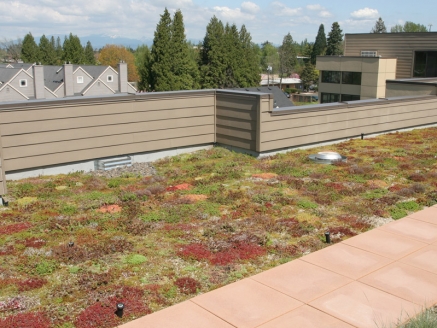 A close-up view of an eco green roof